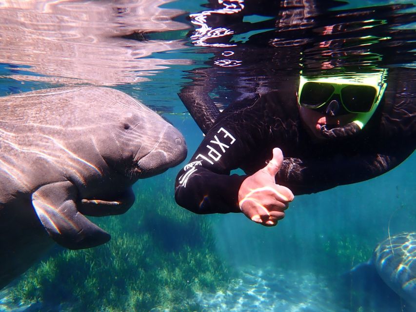 Crystal River: Manatee Swim Group Tour