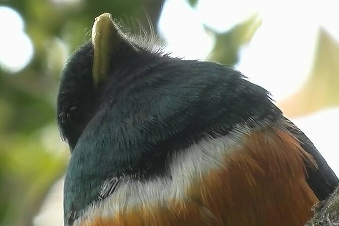 Curi-Cancha Bird-Watching Tour Semi Private