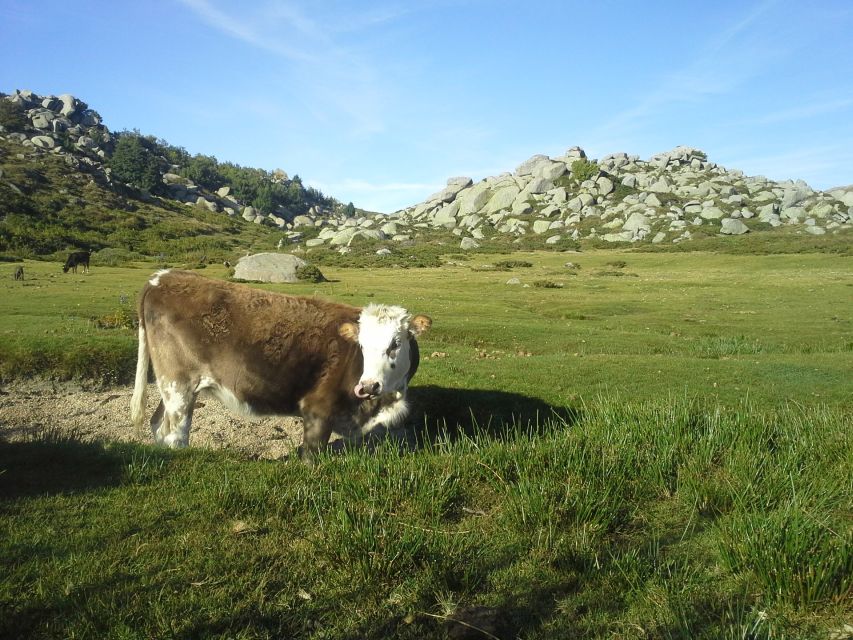 Cuscionus Plateau, 1000 Waterholesgrass : Pozzines