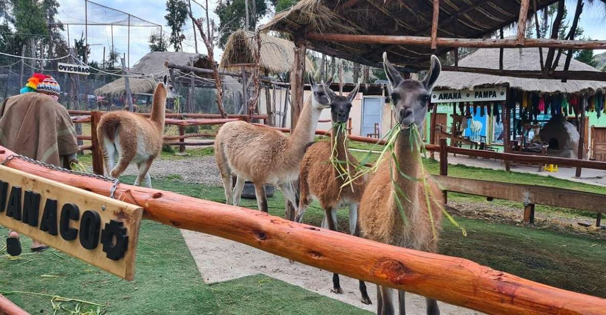 Cusco: Alpaca and Llama Farm Tour W/ Transfer & Weaving Demo