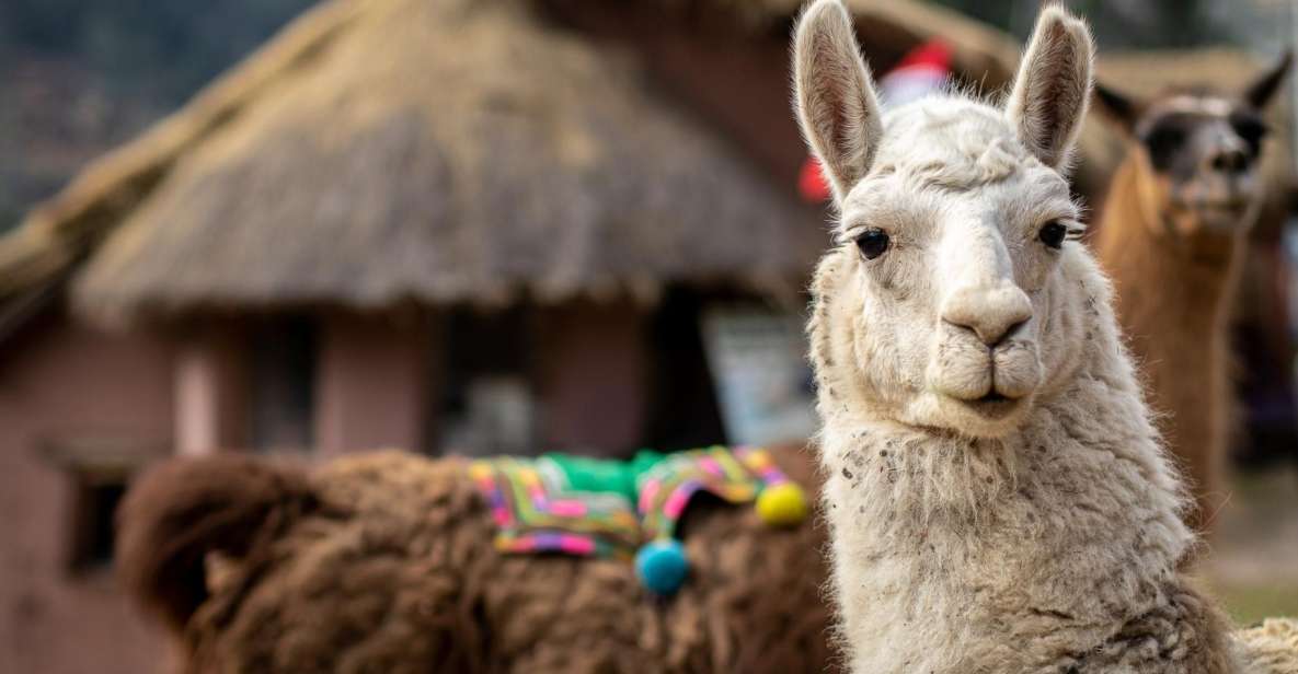 Cusco: Alpaca Therapy in the Cuyo Chico Community |Half Day|