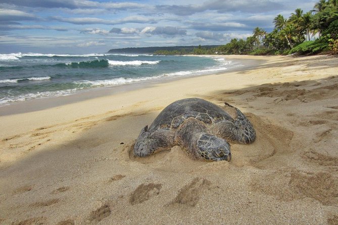 Custom Island Tour – for 6 to 14 People – up to 8 Hours – Private Tour of Oahu