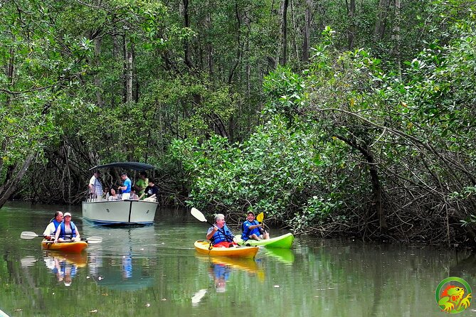 Damas Mangrove Boat Tour