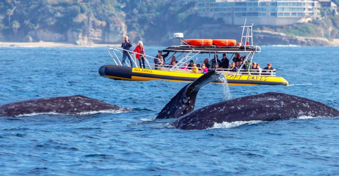 Dana Point Fast & Fun Zodiac-Style Dolphin & Whale Watching