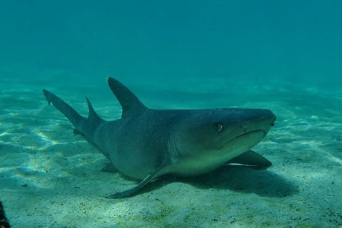 Day Tour to Pinzón Island and La Fé/Palmitas Bay With Snorkeling and Fishing