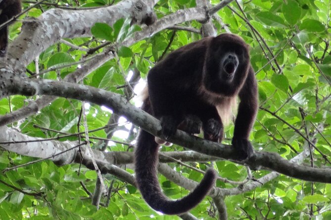 Day Trip: Meet Howler Monkeys at Churute & Make Organic Chocolate