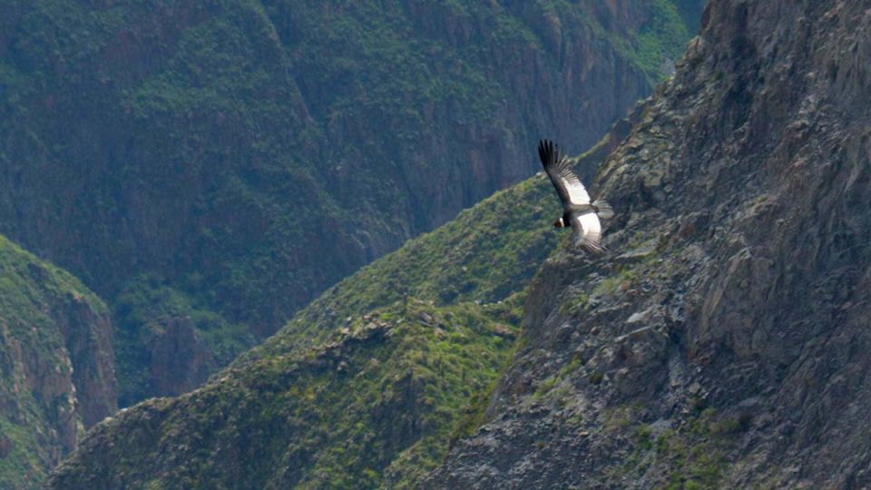 || Day Trip to Chivay and Colca Canyon in Arequipa ||