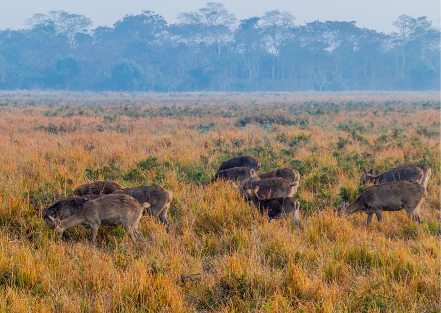 Day Trip to Kaziranga National Park (Tour From Guwahati)