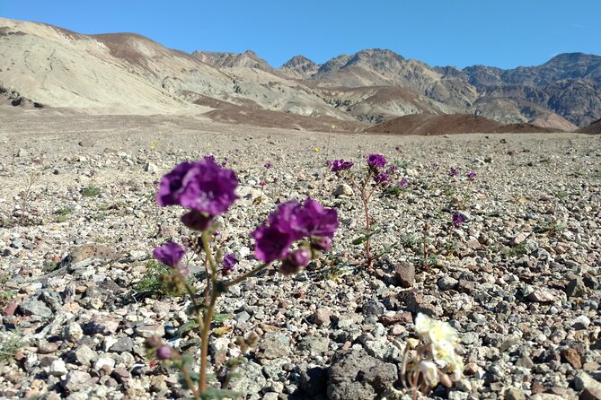 Death Valley Small Group Day Tour From Las Vegas - Tour Overview and Highlights