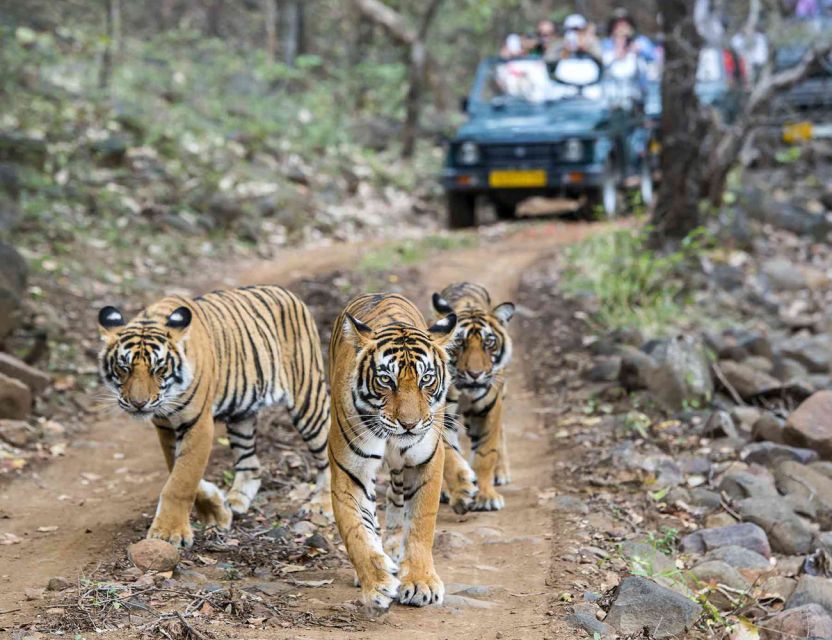 Delhi Agra Ranthambore Jaipur Tour Package