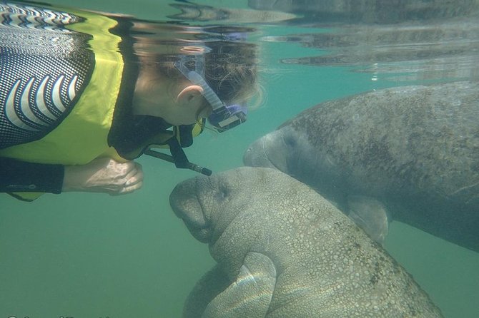 Deluxe Manatee Swim Tour