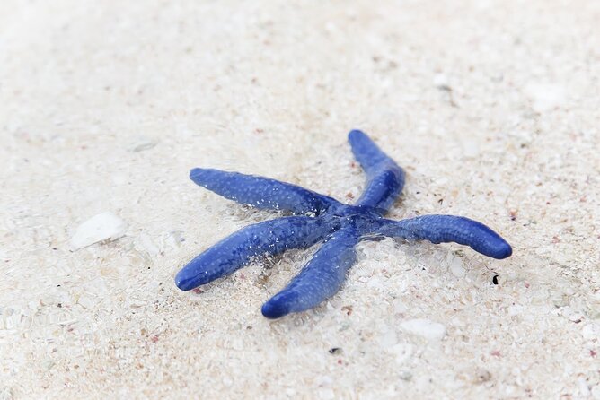 Desaru Beachlife & Tidepool Discovery