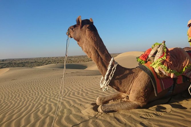 Diamond Camel Safari Private Tour(Overnight Camel Safari Non-Touristic Area)