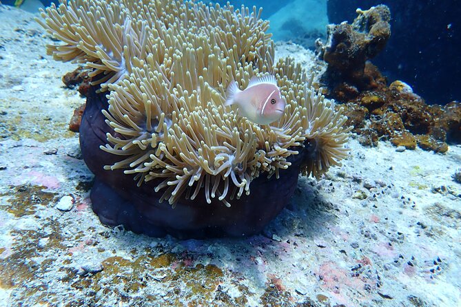 Discover Scuba Diving at Phu Quoc Island