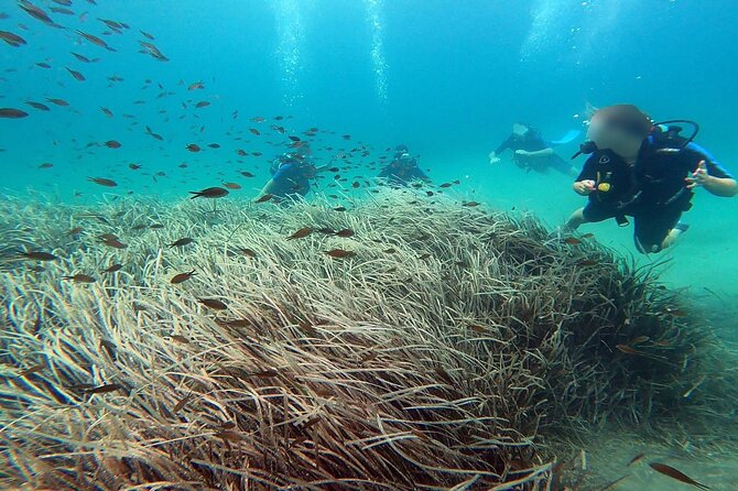 Discover Scuba Diving Experience in Nea Makri