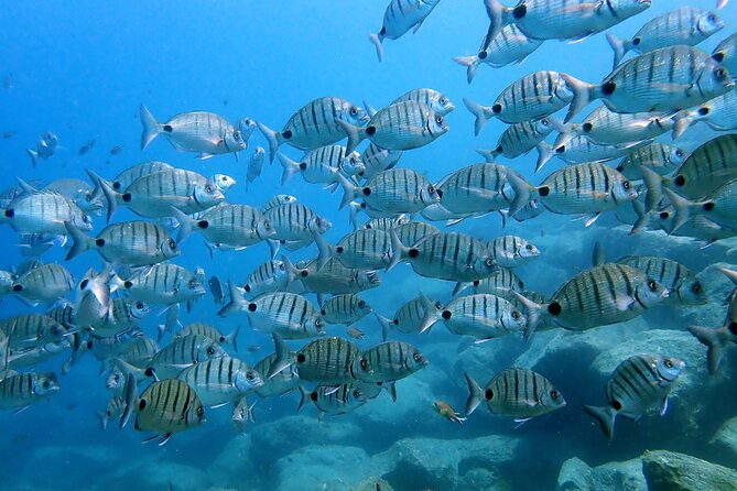 Discover Scuba Diving in Lanzarote (Costa Teguise)