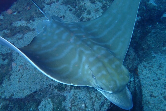 Discover Scuba Diving, Tenerife. Photos and Videos Included