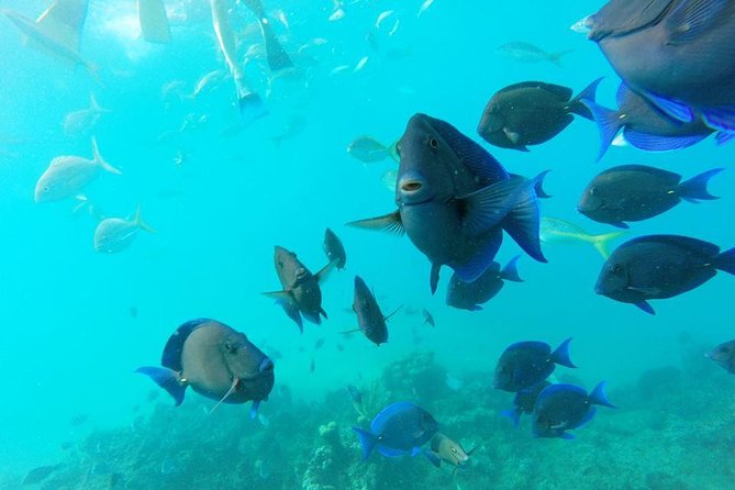 Discover Sosuas Underwater World & Beach Day