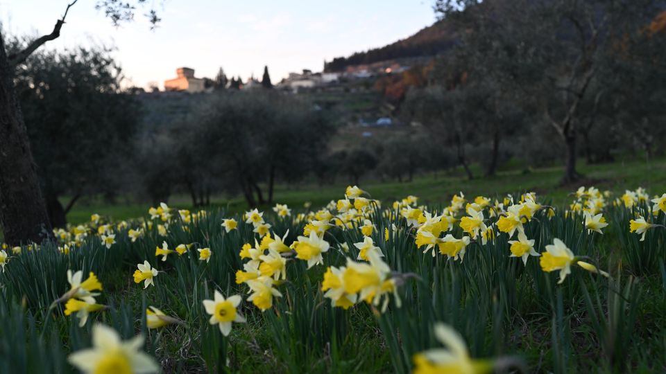 DISCOVERING AN ENGLISH GARDEN OVERLOOKING FLORENCE