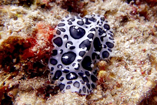 Diving for Certified Divers, 2 Tanks Susua Bay