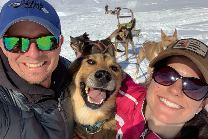 Dog Sledding Adventure in Willow, Alaska