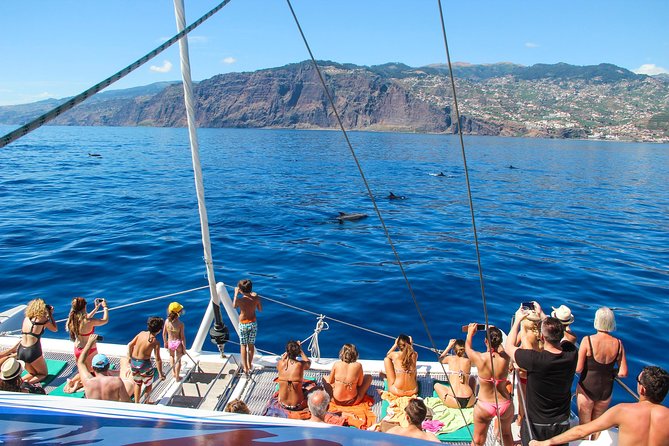 Dolphin and Whale Watching Catamaran Cruise From Funchal