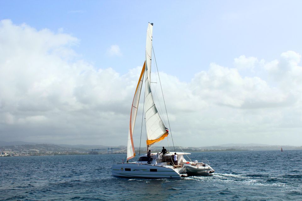 Dolphin Excursion in Martinique