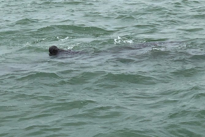 Dolphin Shelling Snorkeling Cruise in Tampa