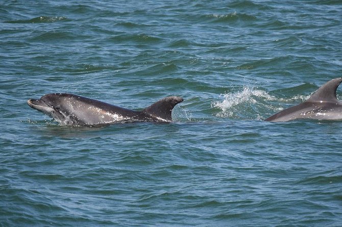 Dolphin Sightseeing Tour on the Footloose Catamaran From Panama City Beach