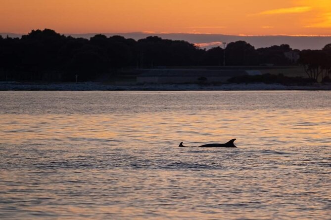 Dolphin & Sunset Tour With Brijuni Panorama