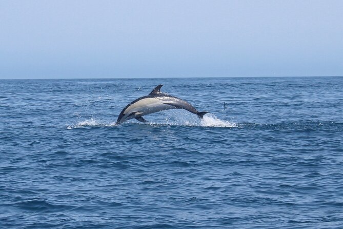 Dolphin Watching Along the Algarve Coast