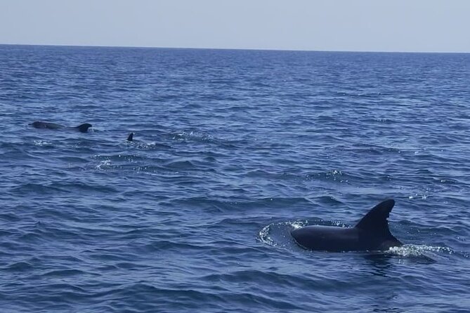 Dolphin Watching and Boat Tour in Sesimbra