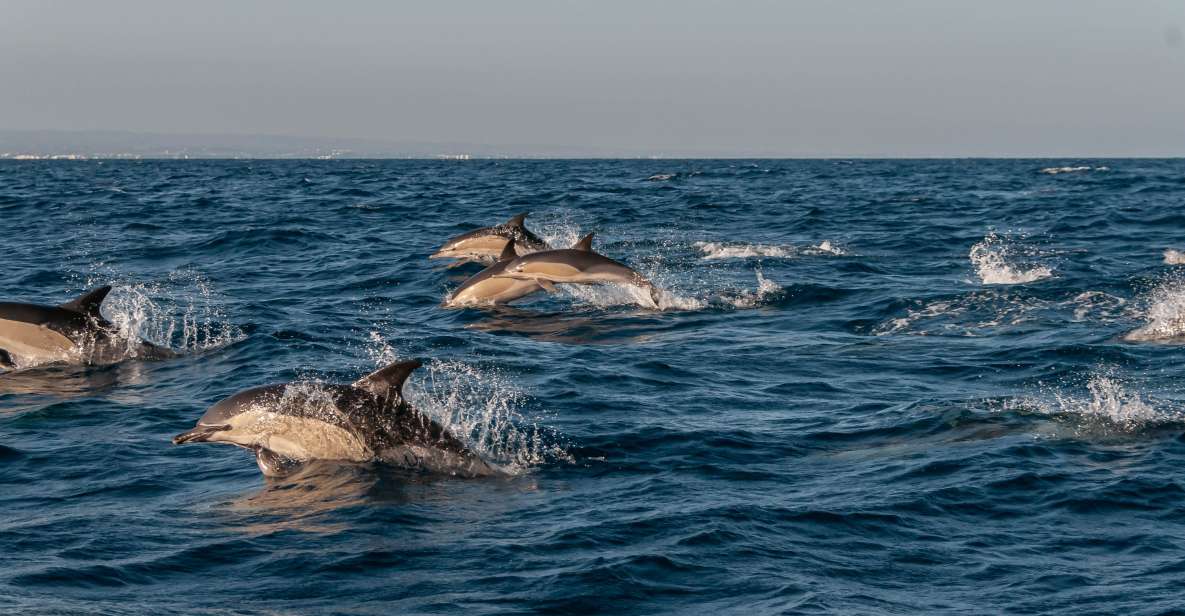 Dolphin Watching and Marine Wild Life in Faro