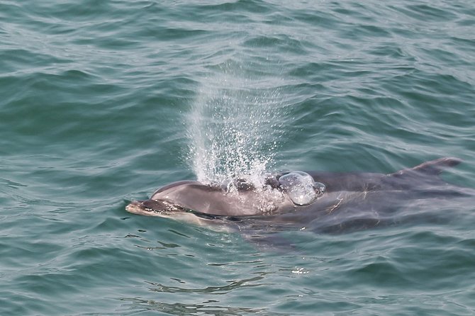 Dolphin Watching Tour by Catamaran From Lisbon