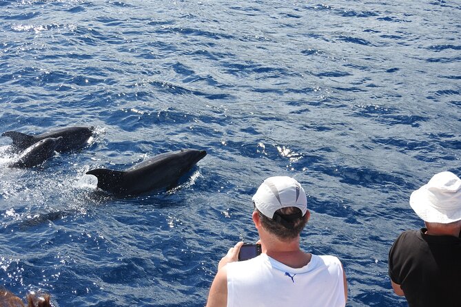 Dolphins, Coral Reefs, Caribbean Coast