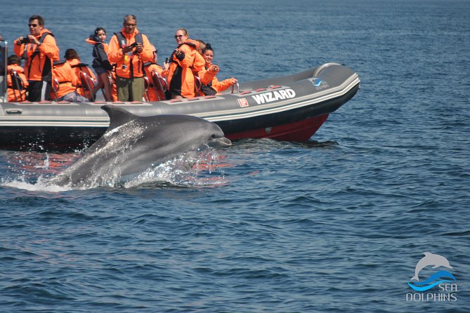 Dolphins Watching