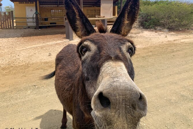 Donkey Sanctuary Tour With a Local Guide - Transportation Options