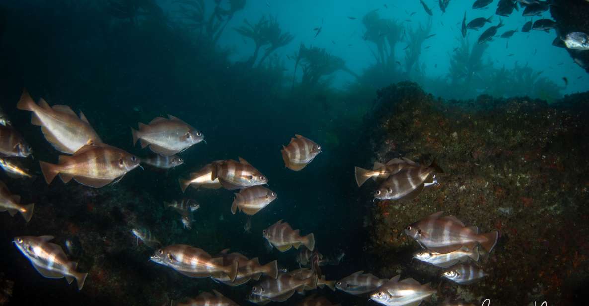 Double Scuba Dive on a Marine Reserve - Exploring Sesimbra Marine Reserve