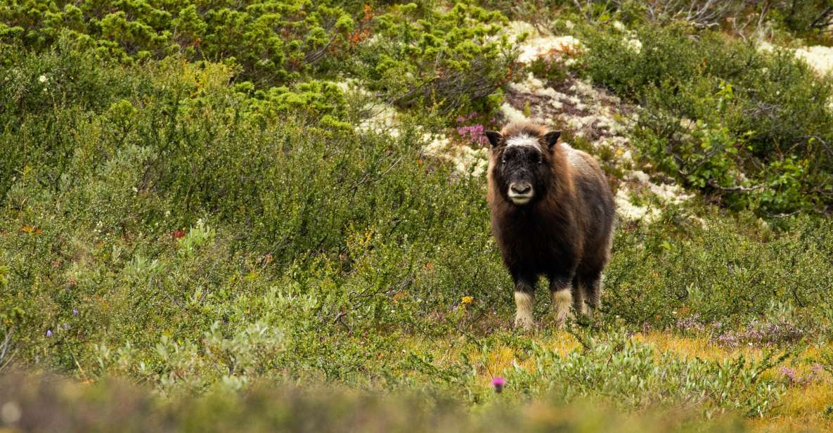 Dovrefjell National Park: Hiking Tour and Musk Ox Safari - Tour Overview and Pricing