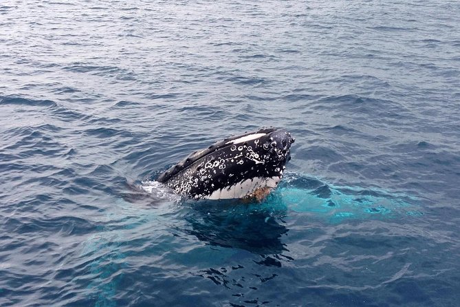 Dunsborough Whale Watching Eco Tour