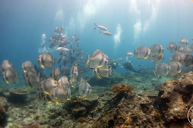 Easy Fun Scuba Dive in El Nido