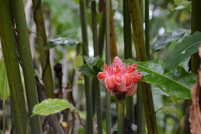 El Yunque Rainforest Guided Hiking With Waterfall Tour