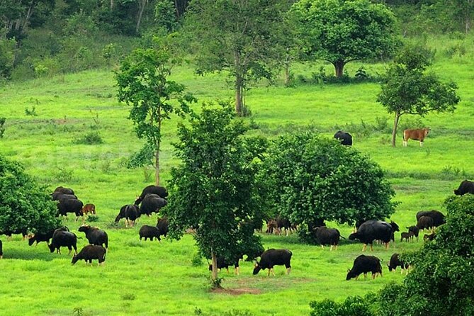 Elephant and Animal Watching in Kuiburi National Park - Join Afternoon Tour - Tour Overview and Highlights