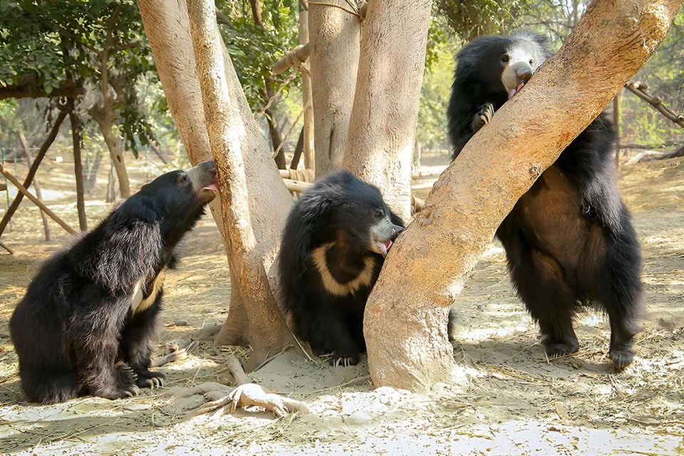 Elephant/Bear Wildlife SOS & Agra Trip by Car