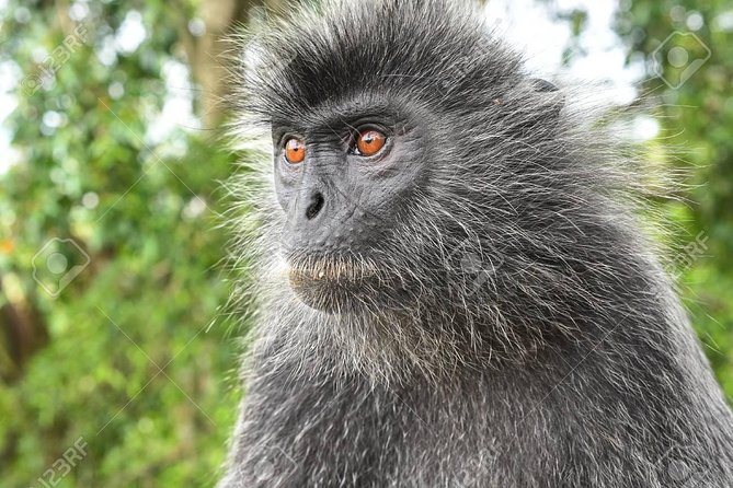 Elephant Santuary With Batu Cave & Deer Land & Silverleaf Monkey and Fireflies