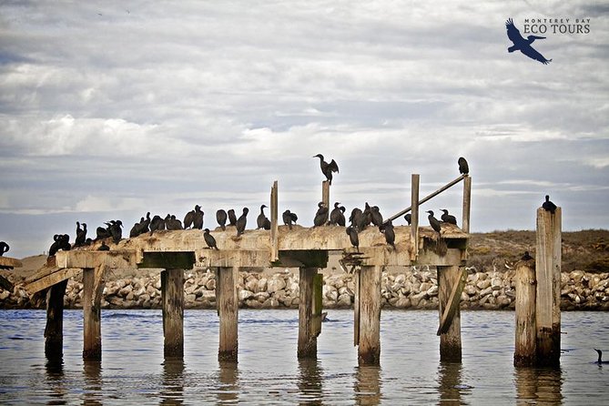 Elkhorn Slough Wildlife Tour