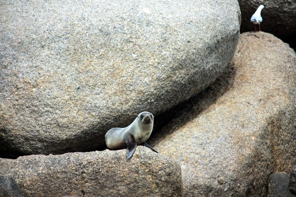 Encounter Bay: Southern Ocean Adventure Cruise