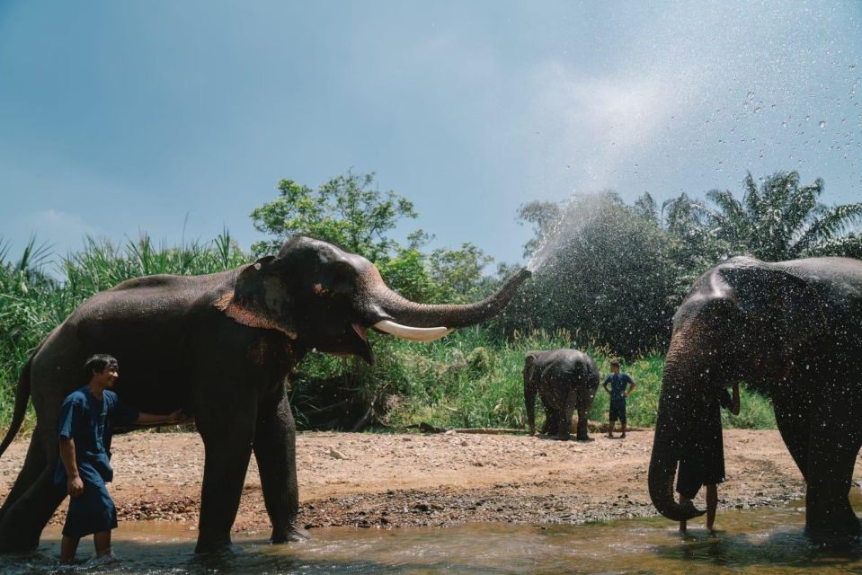 Enjoy Elephant Bathing and Herb With Elephant