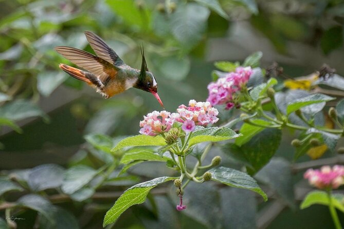 Esquipulas Rainforest - Private Birding - Fully Customizable Tour - Customization Options Available