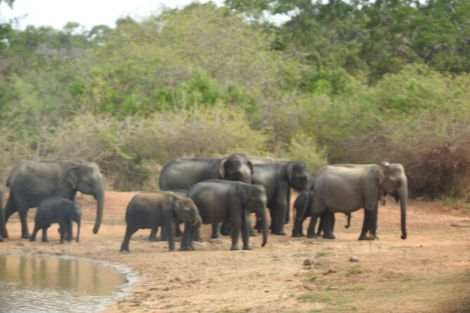 Evening Safari – Yala National Park With Janaka Safari – 02.00 Pm to 06.30 Pm